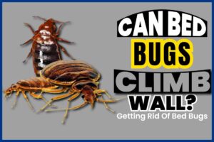 Can Bed Bugs Climb Walls