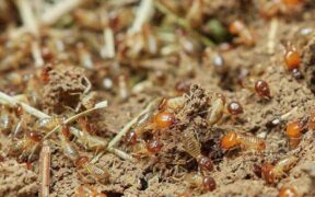 Termite Treatment Cost Calculation