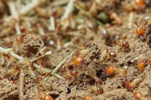 Termite Treatment Cost Calculation