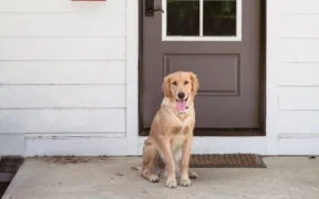 How To Install A Dog Door In A Wall