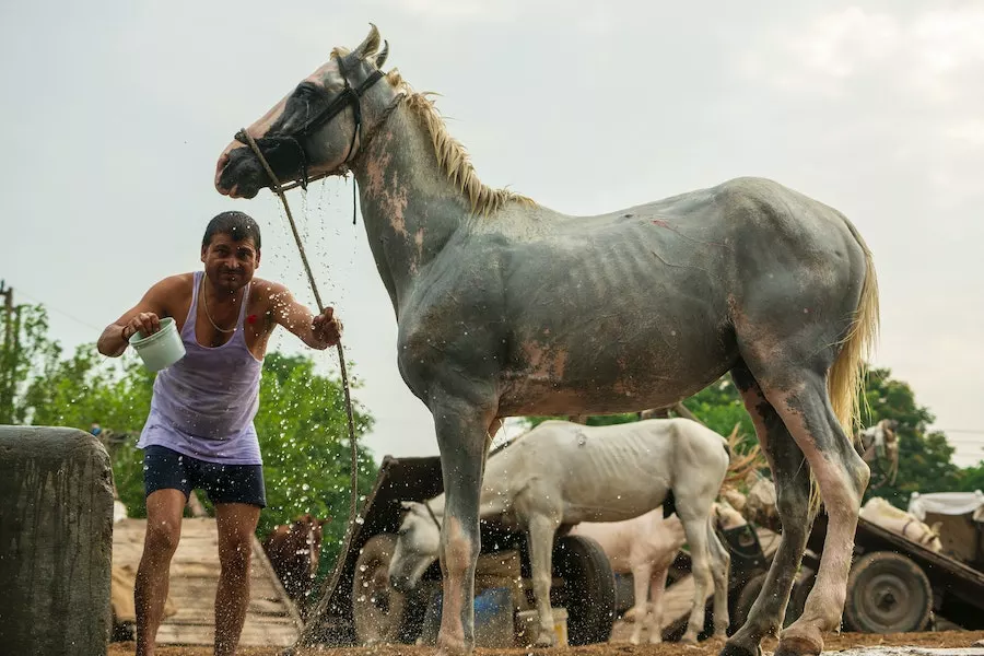 7 Essential Products And Supplies To Keep Your Horse Healthy