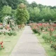 When Do You Need A Landscape Designer For Your Garden