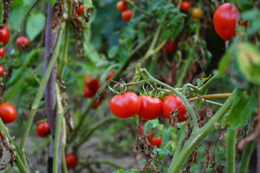 The Pros And Cons Of Staking Tomato Plants