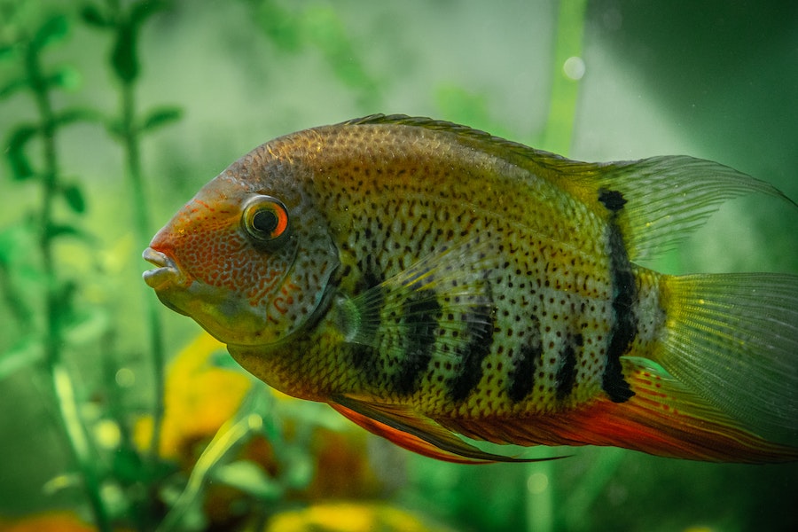 Fish Tank Ideas
